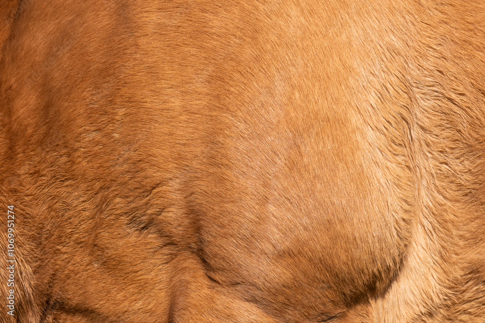 Close-up of fur of brown horse Close-up of fur of brown horse