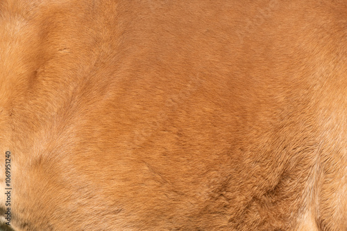 Obraz na płótnie Close-up of fur of brown horse w salonie