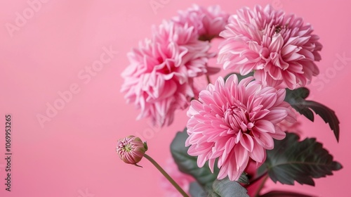beautiful flower pink background,Enchanting Pink Floral Symphony