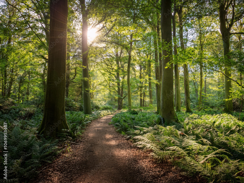Fototapeta premium path in the forest