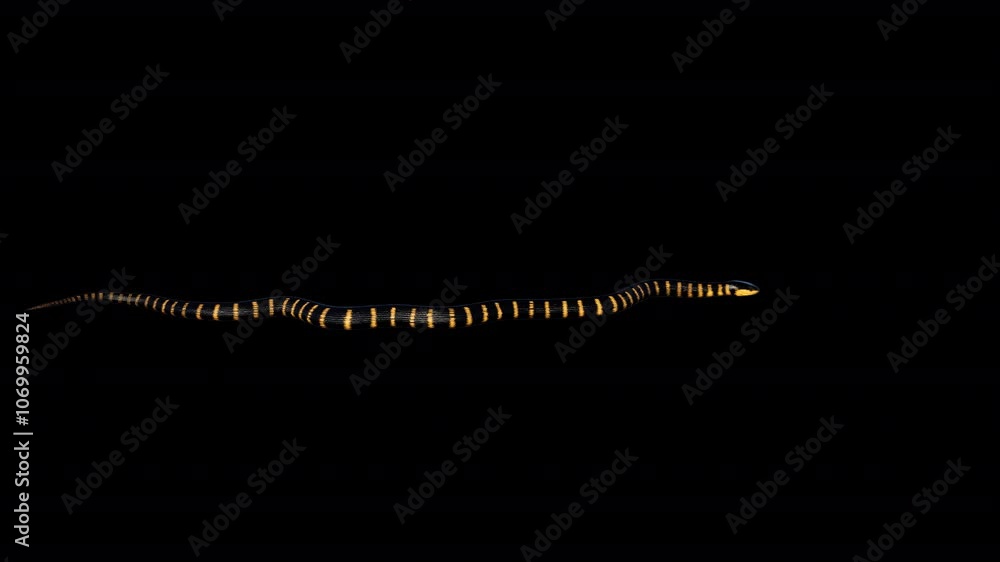mangrove snake animated mangrove snake animated