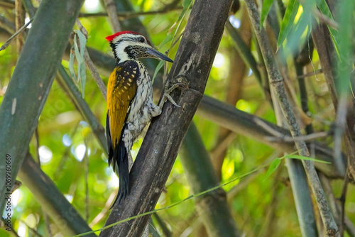 Greater Goldenback or Greater Flameback woodpecker (Chrysocolaptes guttacristatus), male on bamboo, Uttarakhand, India. photo