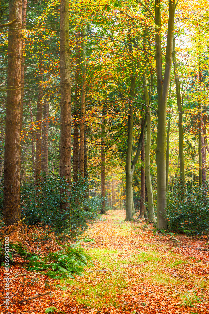 Obraz premium Autumn colours in the forest