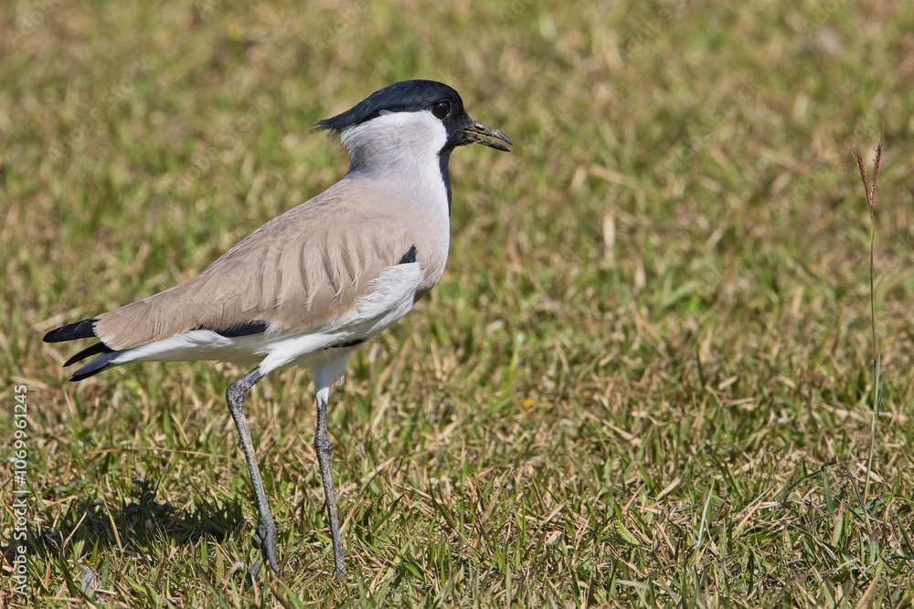 River Lapwing (Vanellus duvaucelii) close-up on a lawn running down to the River Kosi, Uttarakhand, India. River Lapwing (Vanellus duvaucelii) close-up on a lawn running down to the River Kosi, Uttarakhand, India.