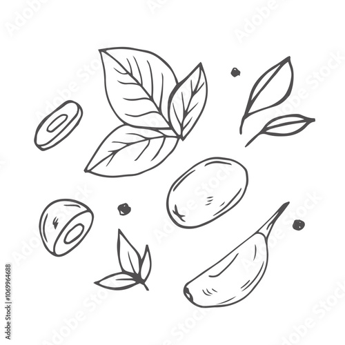 Vector illustration Set of herbs leaf hand drawn sketch, culinary herbs and spices line art