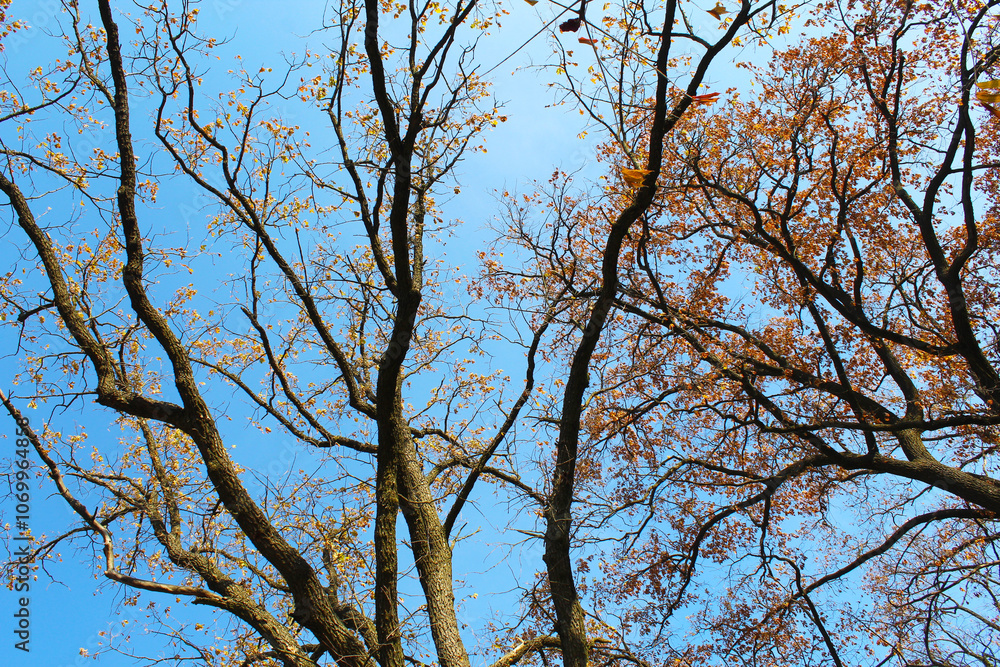 autumn trees and branches with golden leaves on the background of the blue sky autumn trees and branches with golden leaves on the background of the blue sky