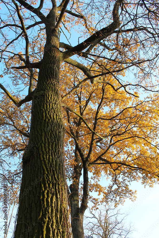 Obraz premium oak trees with autumn leaves and branches against the background of a blue sky, flora and nature