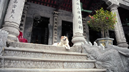 Wide shot capturing a dog lying peacefully on the stone steps of an ancient temple entrance, with intricate carvings and traditional columns in the background. serene setting ranquility photo