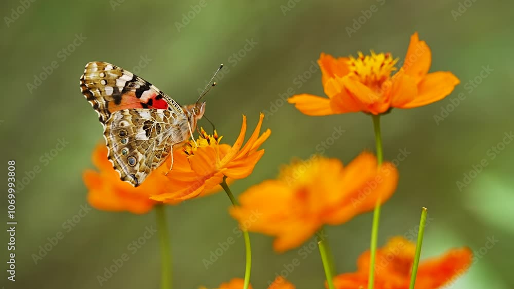 Painted lady (Vanessa cardui) nectaring on a Yellow cosmos Painted lady (Vanessa cardui) nectaring on a Yellow cosmos