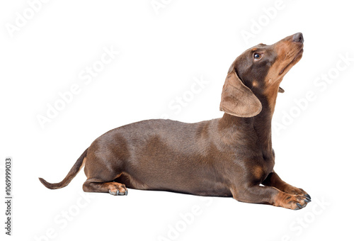 Portrait of a cute Dachshund dog lying down