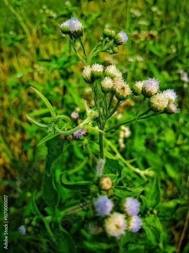 The amazing Billy Goat Weed flower features delicate, small blooms with intricate white petals and a unique, feathery appearance. 
