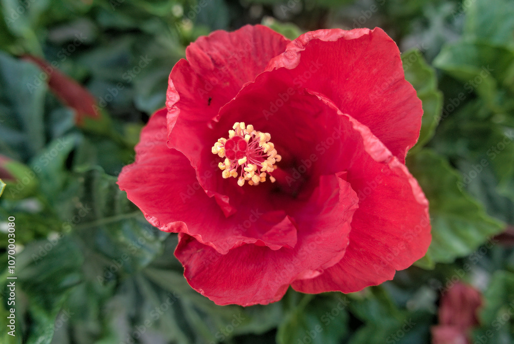 macro of beautiful and vivid flower in its foliage macro of beautiful and vivid flower in its foliage