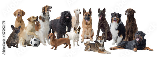 Photography Large group of different dogs