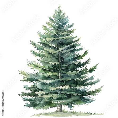 A watercolor vector of a Christmas tree, isolated on a white background.