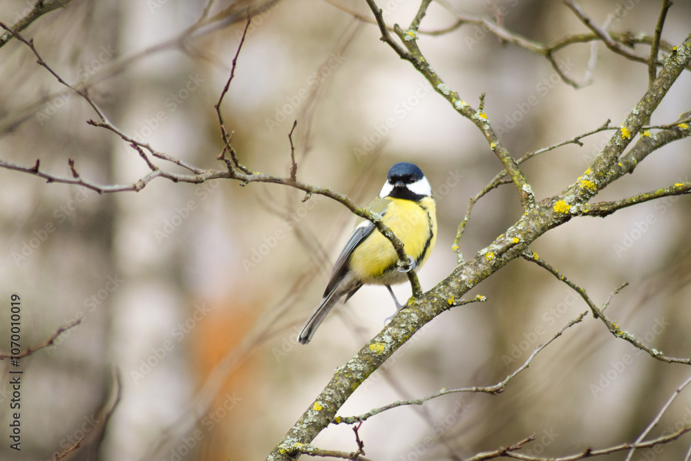 Obraz premium blue tit on branch