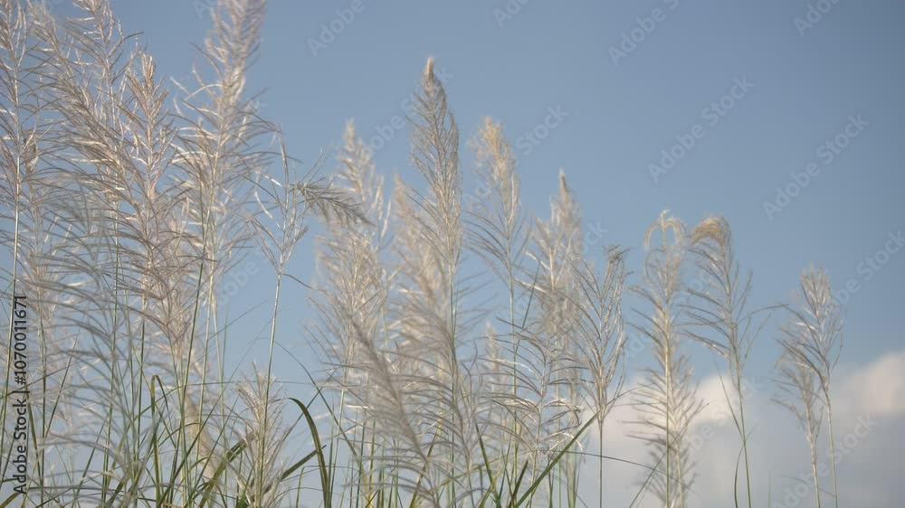 Delicate white grass sways gently against a vibrant blue sky. This serene nature scene captures the beauty of an outdoor summer day, ideal for use in various projects. Delicate white grass sways gently against a vibrant blue sky. This serene nature scene captures the beauty of an outdoor summer day, ideal for use in various projects.