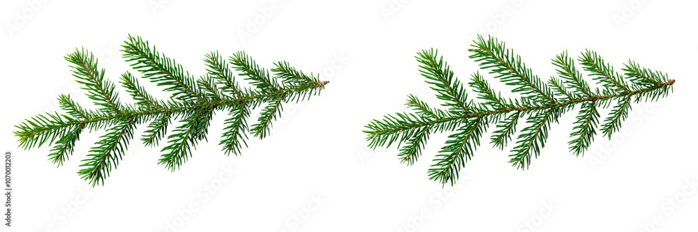 set of A Fir tree branches isolated Christmas green pine branches on transparent background set of A Fir tree branches isolated Christmas green pine branches on transparent background