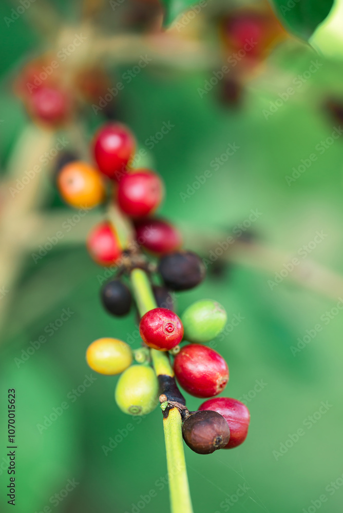Red and green coffee bean, Coffee cherry or berry growing in highland, Arabica coffee Red and green coffee bean, Coffee cherry or berry growing in highland, Arabica coffee
