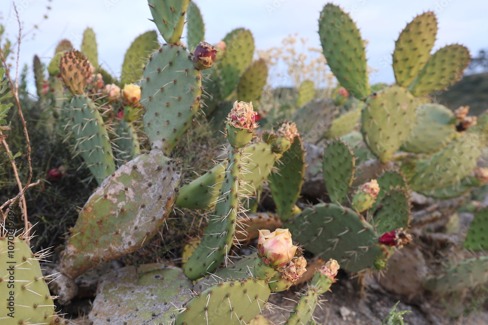 Prickly cactus in desert Prickly cactus in desert