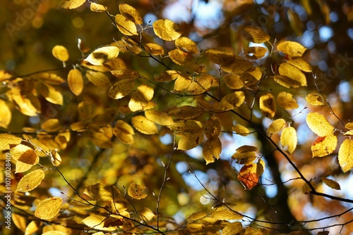 Autumn yellow and orange leaves. Beautiful autumn trees. Natural autumn background