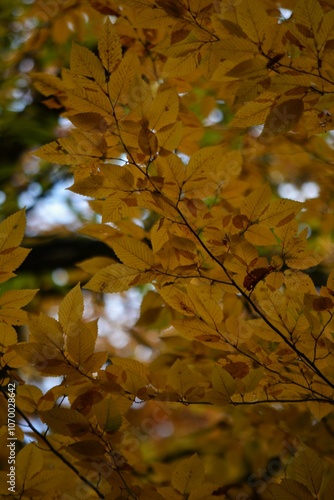 Autumn yellow and orange leaves. Beautiful autumn trees. Natural autumn background