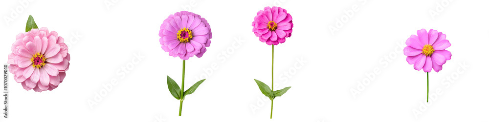 Isolated pink flower on transparent background, png flower, rose color, pink color Isolated pink flower on transparent background, png flower, rose color, pink color