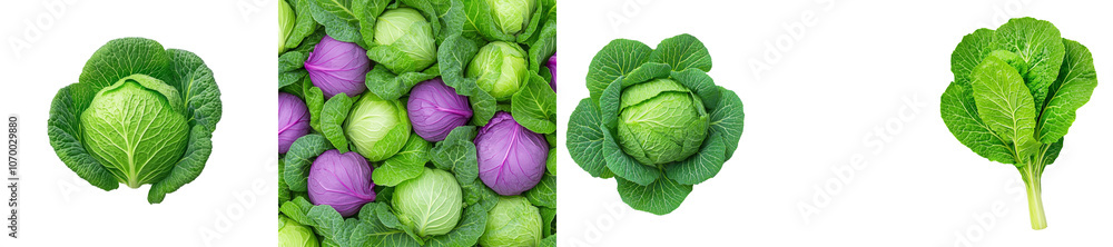 Fototapeta premium A full depth of field image of cabbage isolated on a white background