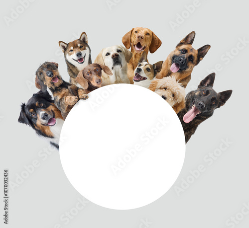 Photography Large group of dogs and blank sign