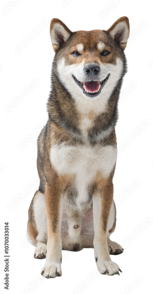 Portrait of a smiling Shiba Inu dog Portrait of a smiling Shiba Inu dog