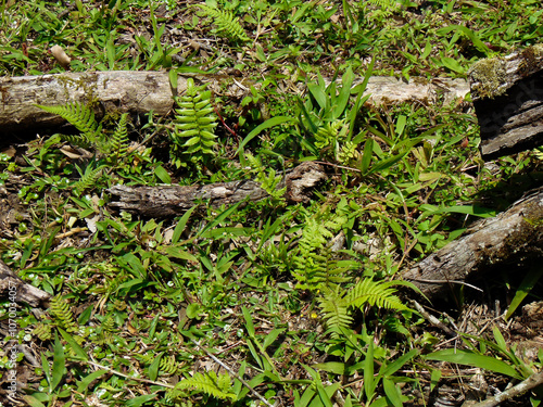 Woodland habitat plants