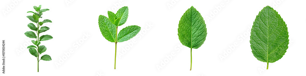 Obraz premium Ai-generated peppermint isolated on transparent background
