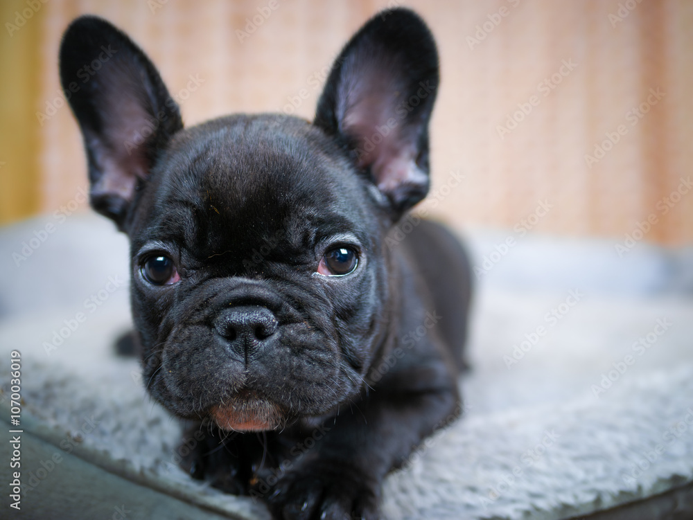 A French Bulldog puppy with big ears and an adorable face sits on a soft blanket, gazing directly at the camera. The warm background adds to its cozy and lovable appearance. A French Bulldog puppy with big ears and an adorable face sits on a soft blanket, gazing directly at the camera. The warm background adds to its cozy and lovable appearance.