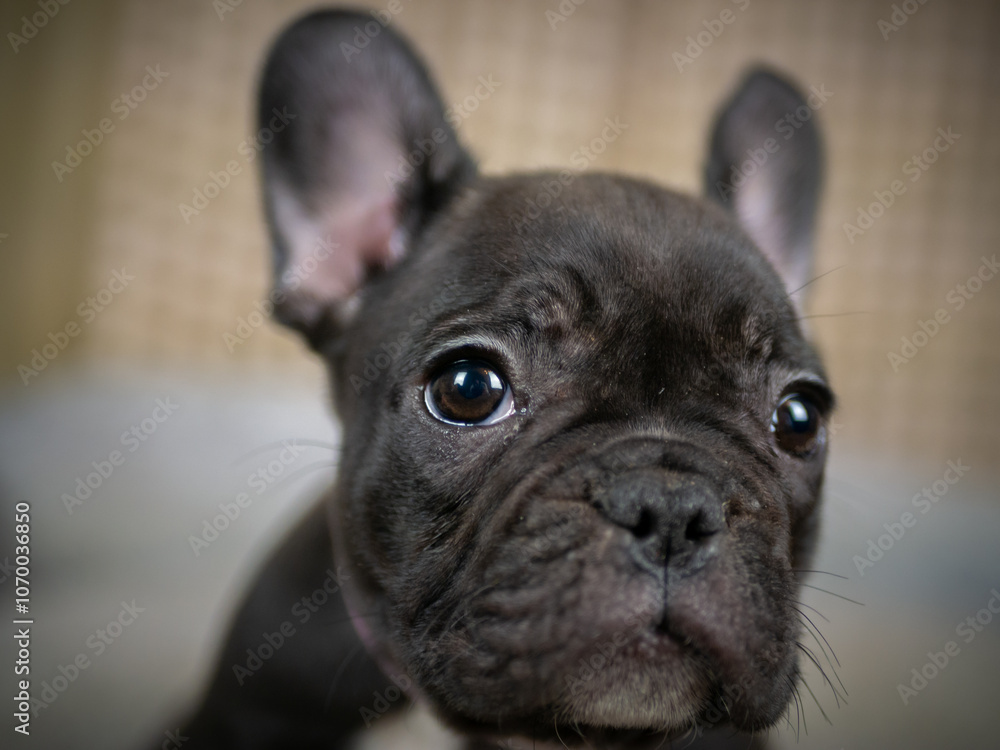 A French Bulldog puppy lies on a cozy blanket, looking directly at the camera with curious eyes and large, expressive ears. The soft background adds warmth to the scene. A French Bulldog puppy lies on a cozy blanket, looking directly at the camera with curious eyes and large, expressive ears. The soft background adds warmth to the scene.