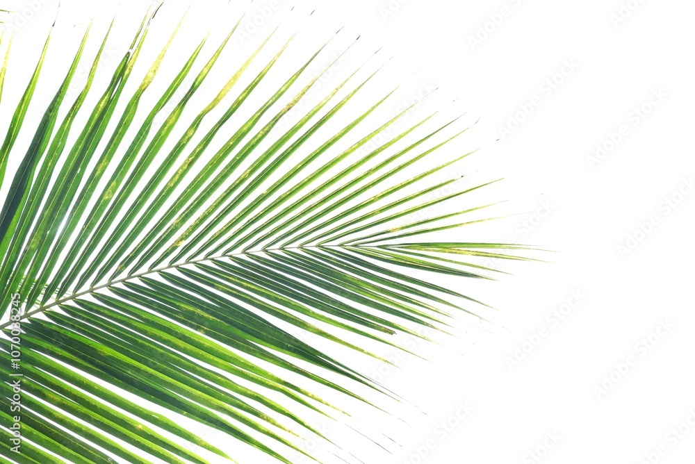 Coconut leaves on white isolated background for green foliage backdrop Coconut leaves on white isolated background for green foliage backdrop