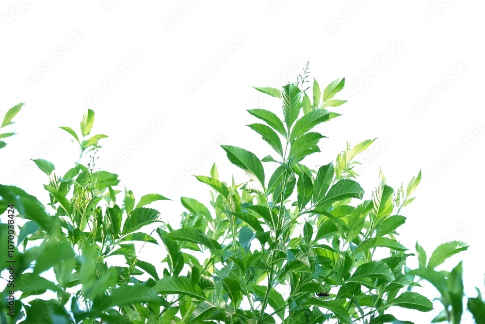 Fototapeta premium A Tropical flower plant with leaves branches on white isolated background for green foliage backdrop 