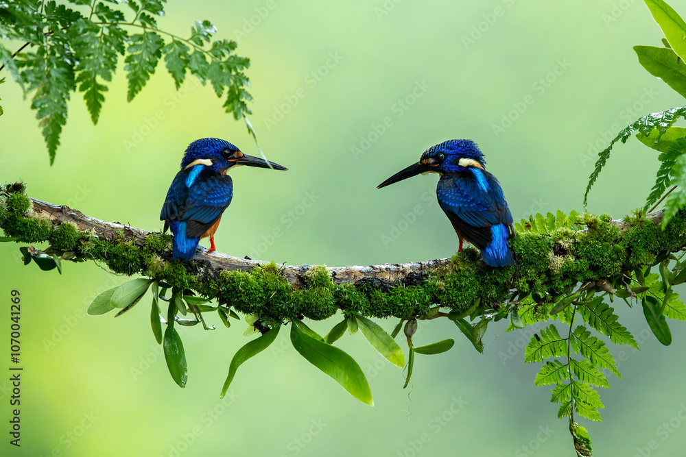 Obraz premium The Blue-eared Kingfisher (Alcedo meninting).