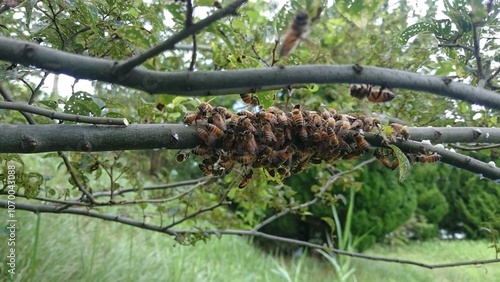 101)Request for removal of Western honey bee ball(Photo taken at 12:45 on july 22, 2015)apis mellifera photo