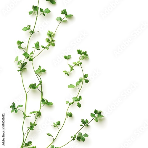 Coriander Powder isolated on white background, close up