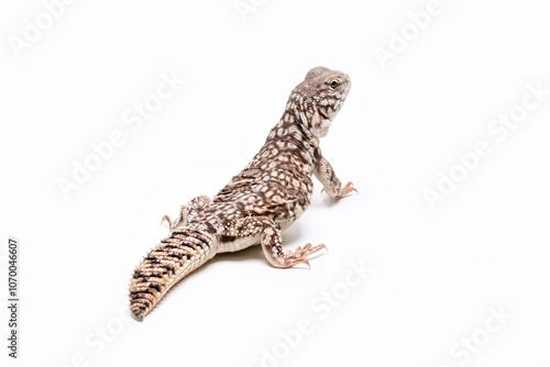 Uromastyx Hybrid is a type of lizard resulting from the crossbreeding of different species within the Uromastyx genus. photo