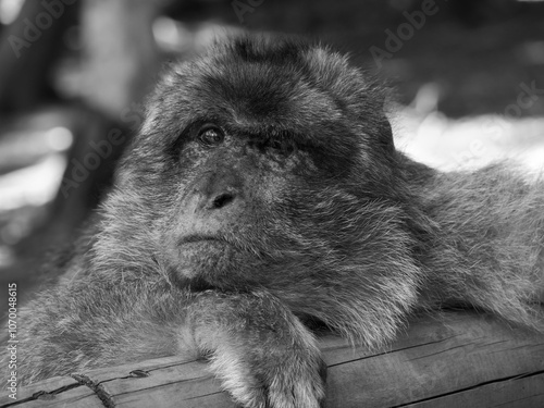 Monochrome portrait of a macaque resting on a wooden beam. The calm expression and detailed texture of its fur create a serene and contemplative mood.