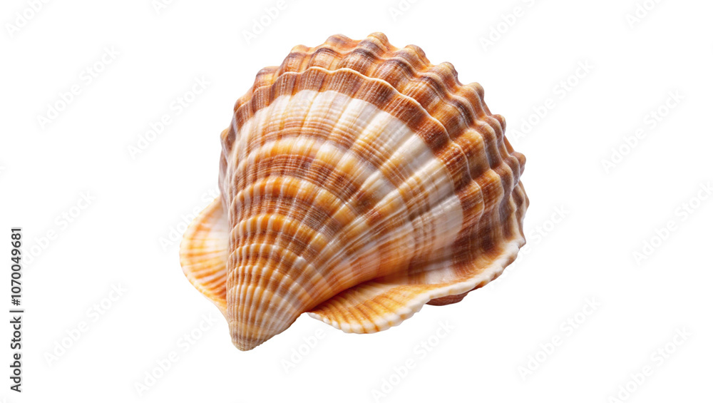 Seashell isolated on transparent background Seashell isolated on transparent background