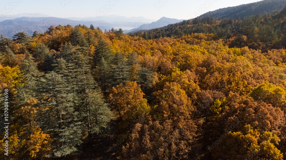 Wonderful fall scenery. Drone view of the autumn forest. Autumn view of oak forest and cedar trees. Aerial shot. Quercus vulcanica. Wonderful fall scenery. Drone view of the autumn forest. Autumn view of oak forest and cedar trees. Aerial shot. Quercus vulcanica.