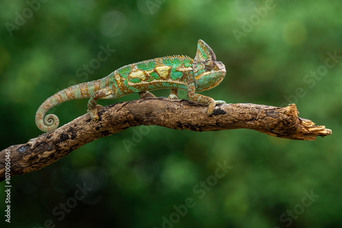 The Veiled Chameleon or Cone-head Chameleon is a species of chameleon native to Yemen and Saudi Arabia. 