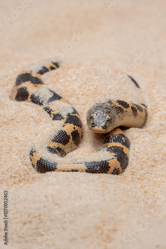 Sand Boa (Erycinae) on the desert sand. photo