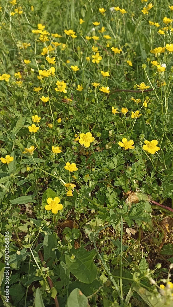 Obraz premium yellow flowers on grass