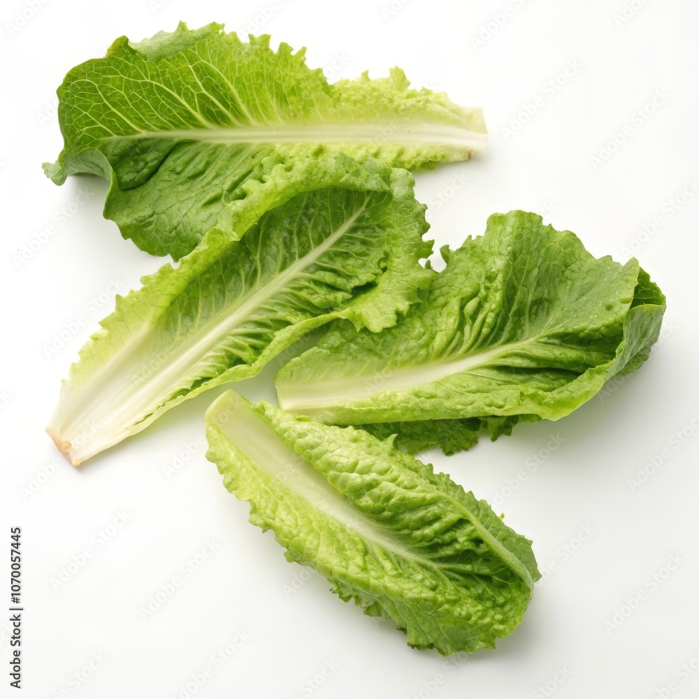 patterns of lettuce leaves on a white background patterns of lettuce leaves on a white background