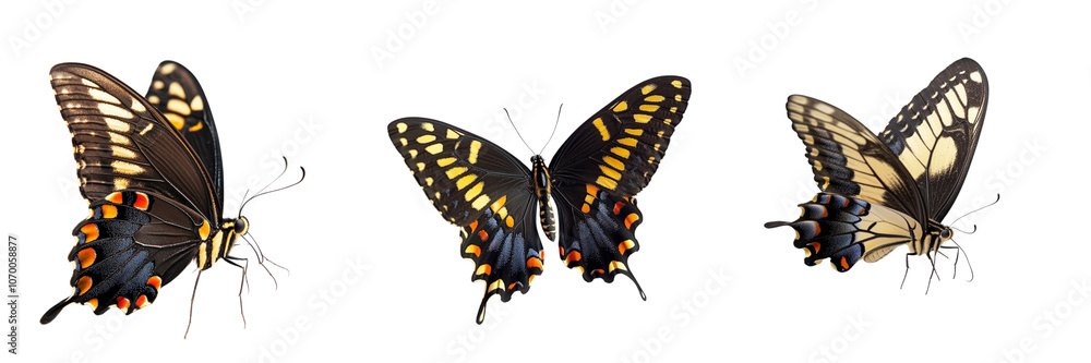Set of Swallowtail Butterfly isolated on a transparent background Set of Swallowtail Butterfly isolated on a transparent background