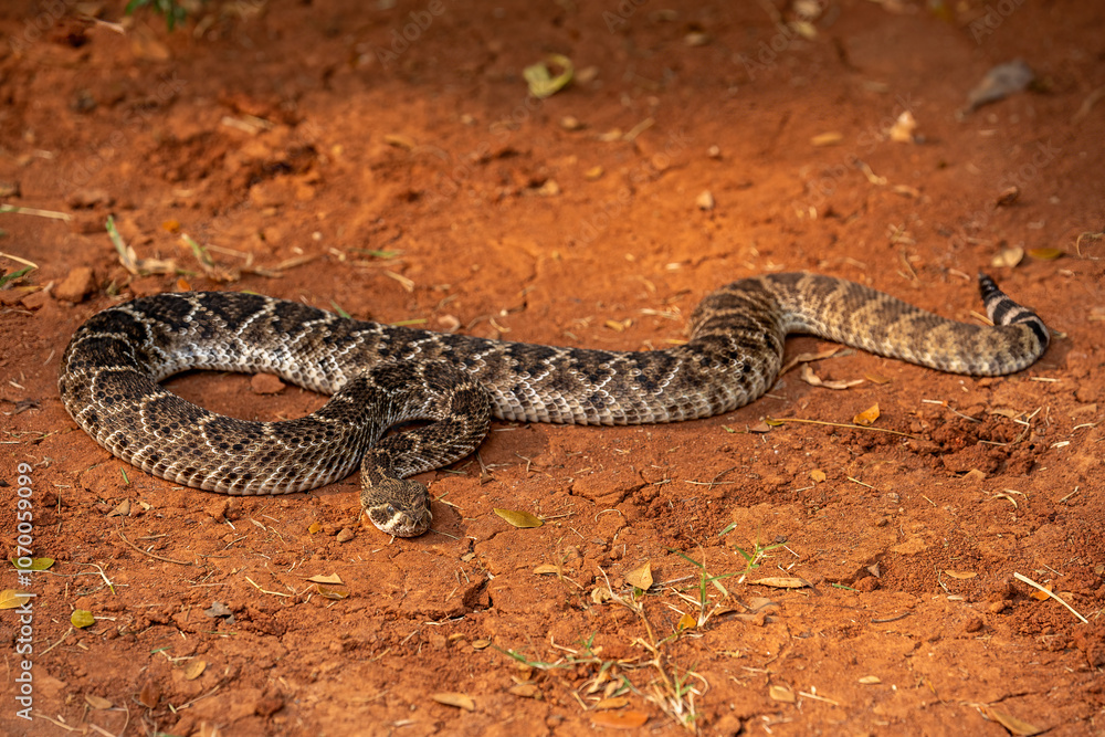 The Western Diamondback Rattlesnake (Crotalus atrox) is a venomous rattlesnake species found in the United States and Mexico. The Western Diamondback Rattlesnake (Crotalus atrox) is a venomous rattlesnake species found in the United States and Mexico.