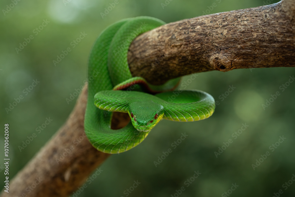 Naklejka premium Green White-lipped Pit Viper (Trimeresurus insularis) on tree branch.