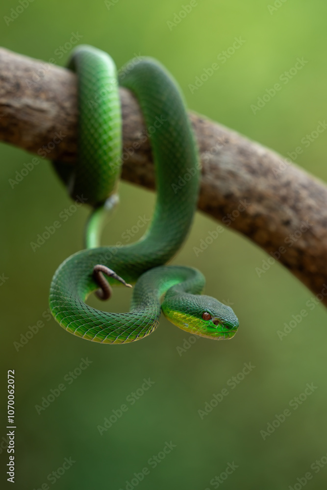 Fototapeta premium Green White-lipped Pit Viper (Trimeresurus insularis) on tree branch.